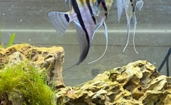 Allevamento Luca Angelotti