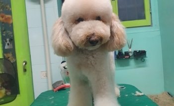 Animal Garden di Bidoggia