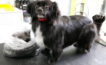 Animal Garden di Bidoggia