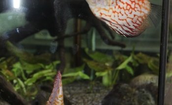 Animal Garden di Bidoggia