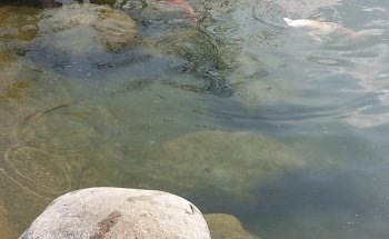 Luca Ceredi Koi Farm