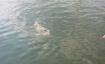 Luca Ceredi Koi Farm