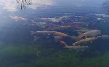 Luca Ceredi Koi Farm