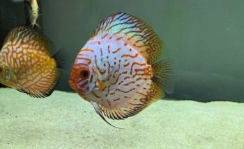 Paisaje natural Acuario