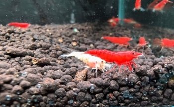 Paisaje natural Acuario