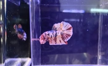 Paisaje natural Acuario