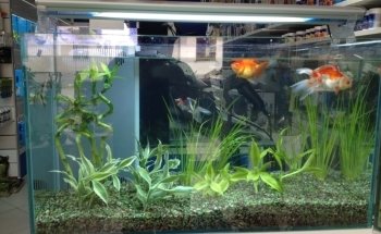 Fish Life Messina - Tutto per acquari