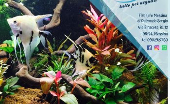 Fish Life Messina - Tutto per acquari