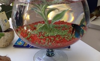 Fish Life Messina - Tutto per acquari