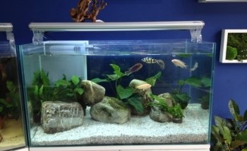 Fish Life Messina - Tutto per acquari