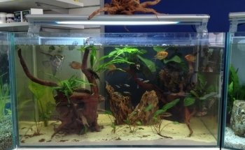 Fish Life Messina - Tutto per acquari