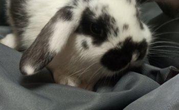 I Veri Amici -Pet shop Toelettatura - Ornitologia