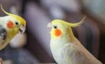 I Veri Amici -Pet shop Toelettatura - Ornitologia