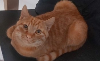 I Veri Amici -Pet shop Toelettatura - Ornitologia