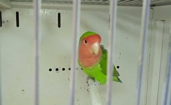 I Veri Amici -Pet shop Toelettatura - Ornitologia