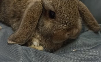 I Veri Amici -Pet shop Toelettatura - Ornitologia