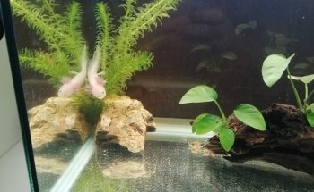 EticoReptiles - Negozio per tartarughe e testuggini