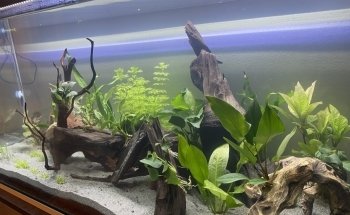 EticoReptiles - Negozio per tartarughe e testuggini