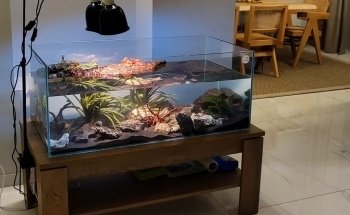 EticoReptiles - Negozio per tartarughe e testuggini