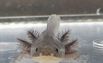 EticoReptiles - Negozio per tartarughe e testuggini