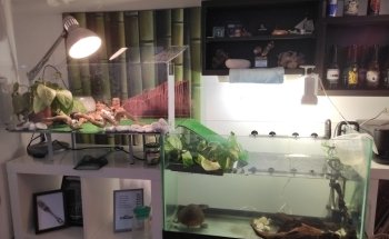 EticoReptiles - Store for Turtles and Tortoises