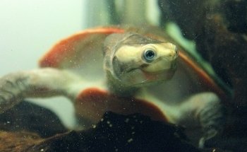 EticoReptiles - Negozio per tartarughe e testuggini