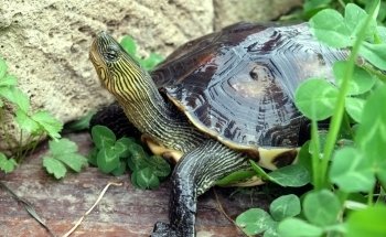 EticoReptiles - Negozio per tartarughe e testuggini