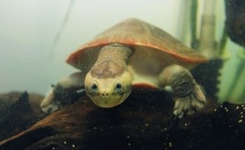 EticoReptiles - Negozio per tartarughe e testuggini