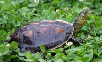 EticoReptiles - Negozio per tartarughe e testuggini