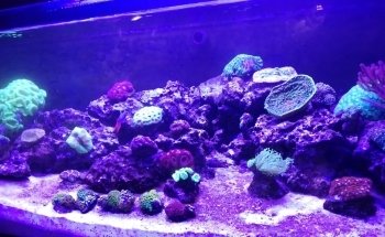 Crystal Reef - acquari su misura