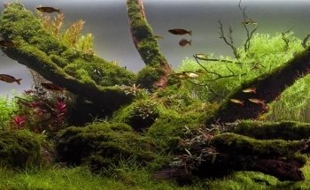 Crystal Reef - acquari su misura