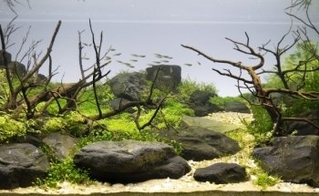 Crystal Reef - custom aquariums