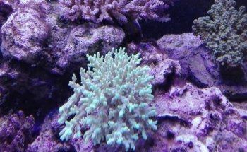 Crystal Reef - acquari su misura