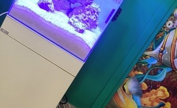 L'isola degli animali