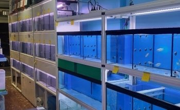 L'isola degli animali