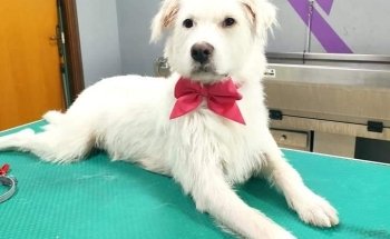 Qua la zampa srls negozio per animali e toelettatura