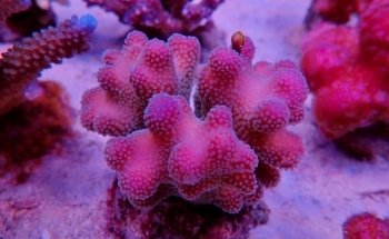 Coral Fantasy