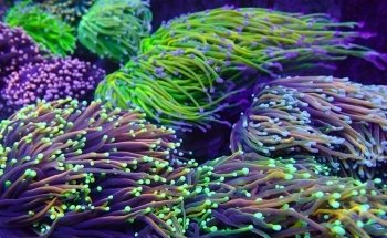 Coral Fantasy