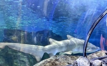 SEA LIFE Sydney Aquarium