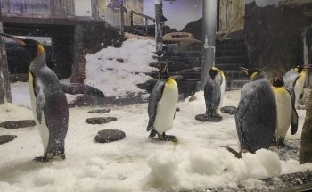 SEA LIFE Sydney Aquarium