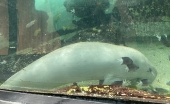 SEA LIFE Sydney Aquarium