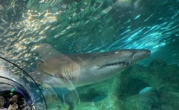 SEA LIFE Sydney Aquarium
