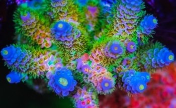 Coral Jewelry Farm