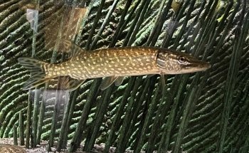 Acquario Biosfera di Parma