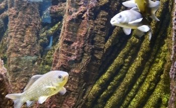 Acquario Biosfera di Parma