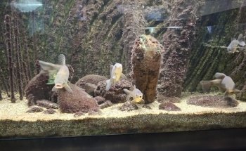 Acquario Biosfera di Parma