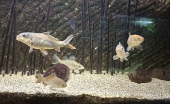 Acquario Biosfera di Parma