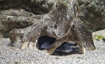 Acquario Biosfera di Parma