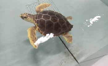 CEAM Aquarium