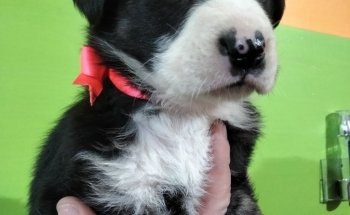 El Mundo de los Animales